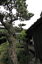tree-architecture-plant-house-flower-old-high-ancient-residence-botany-temple-japanese-shrine-5d-style-hires-markii-traditional-hi-res-resolution-samurai-shinto-shrine-woody-plant-377803.jpg (3744×5616)