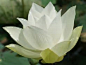 White Lotus 的图像结果