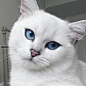 英国短毛猫网络走红 被赞世界最美猫咪