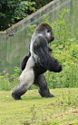 Ambam, the famous walking western lowland gorilla