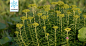PPBC中国植物图像库——最大的植物分类图片库：狭叶红景天 
Rhodiola kirilowii (Regel) Maxim.