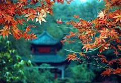 岳麓山红枫的 搜索结果_360图片