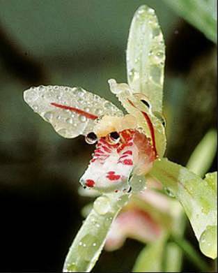 【植物科普】奇花异草，看完倾倒！ : 世...