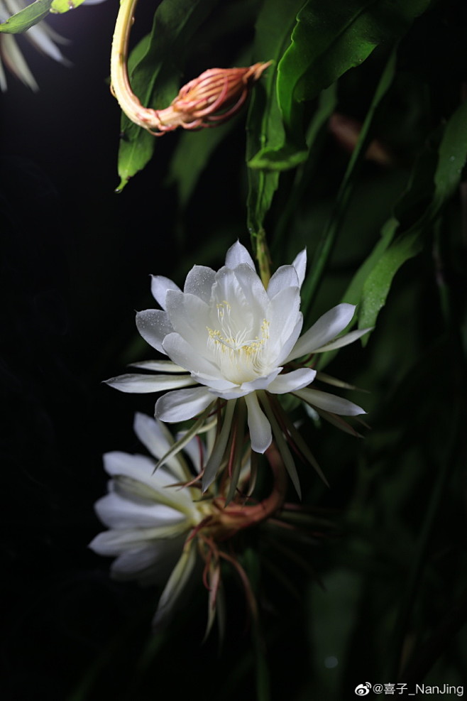 昙花一现 ​​​​
