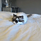 Dat wiggle. : from albertbabycat:

11:06 am
This wiggly GIF is albertbabycat. Please credit the post properly or I will report you.