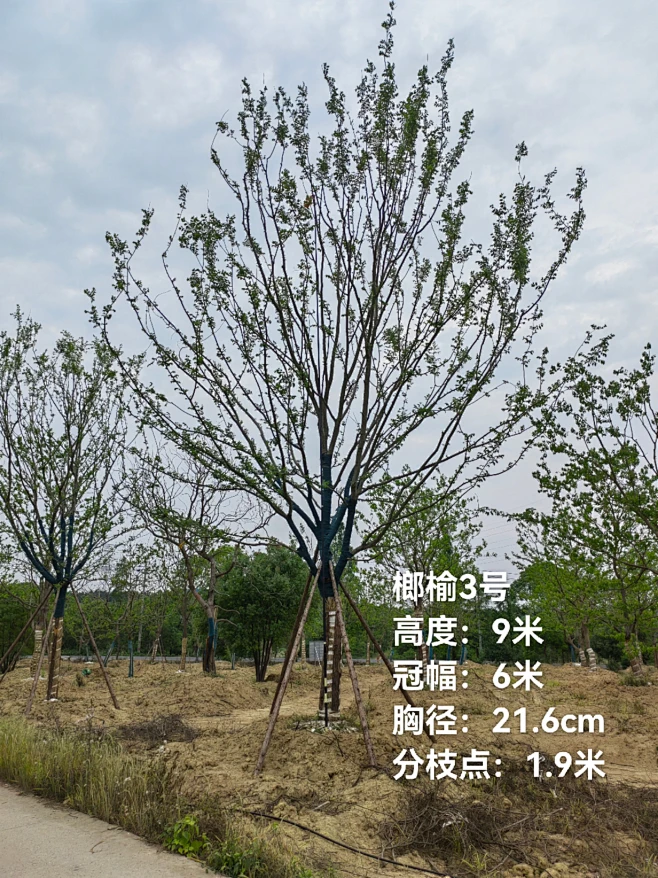 榔榆-花瓣网