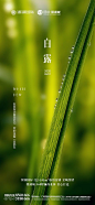 房地产海报 二十四节气 白露--源文件下载