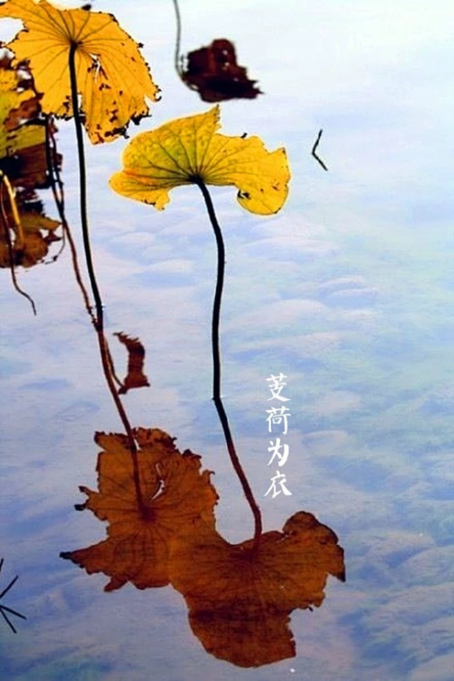 4、【中国节气：寒露】—— 芰荷为衣 // 秋深飒爽，叶始泛黄，草木凋荣。芰荷为衣，秋水渐老。菊有黄华，秋榴盈滿。朝饮花露，夜卧风凉。《月令 ...