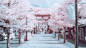 Infrared Photography of Dazaifu.