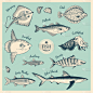 鱼肉,翻车鱼,可爱的,点状,食品,图像,蓝鲨,海洋,复古,烹调