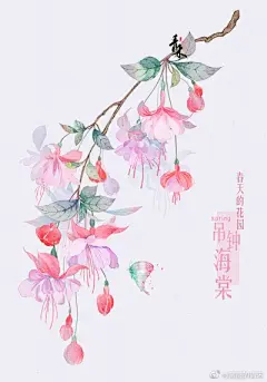 水彩---樱花-梨花-桃花-海棠花、梅花 - 高清图片，堆糖，美图壁纸兴趣社区