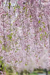 粉色,福岛县,喜多方,日本,樱花,东北片区,自然美,分界线,亚洲,自然
