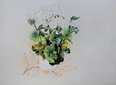 刹那芳华  的插画 花草练习