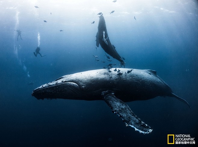 每日一图：深海鲸鱼 - 每日一图 - 国...
