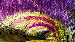 日本美女壁纸高清_百度图片搜索