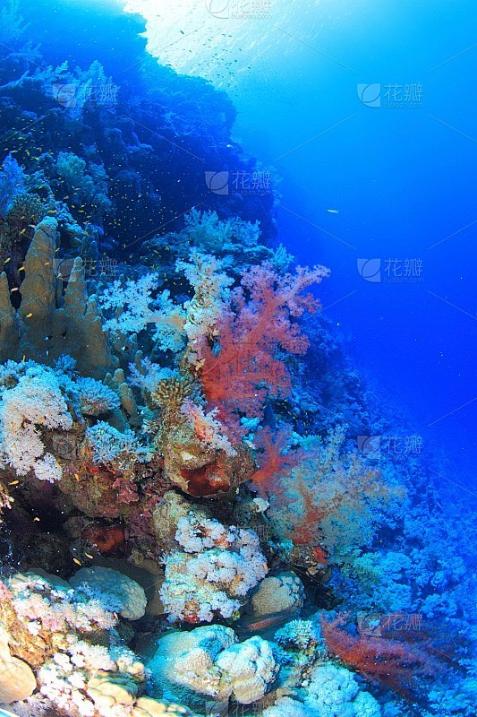 Elphinstone Reef