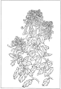 白描《菊》