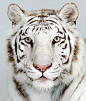 美国南卡罗莱州的“濒危和稀有动物保护组织（TIGERS）”旗下的“大型猫科动物工作室”用了一年时间拍摄了一组濒危的大型猫科动物，如老虎、狮子、豹的室内艺术照。TIGERS组织的发起人和领导者安特尔(Bhagavan 'Doc' Antle)博士称，拍摄这些大型猫科猛兽动物是为了引起大众对濒危动物的关注。在拍摄这些大型猛兽动物亲密照的过程中，最关键的问题是安抚他们。另外还有两个问题也给拍摄带来了一定的难度：第一，年龄分布的不同，拍摄的大型猫科猛兽动物的年龄从3周到28岁不等；第二，选择动物的种类多样化，