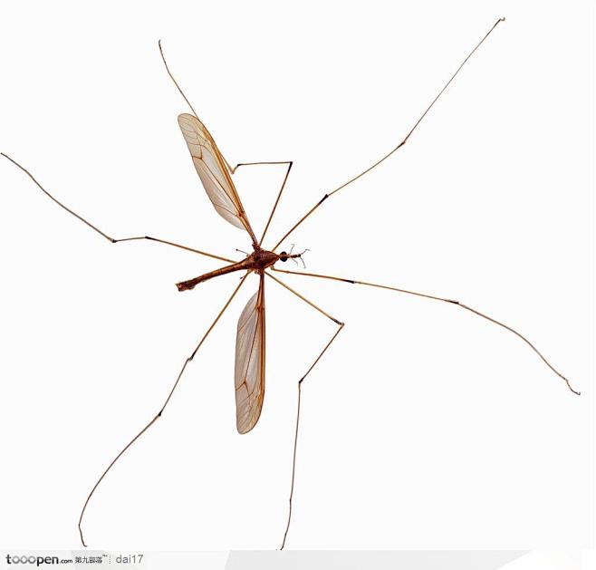 昆虫世界-庞大的蚊子