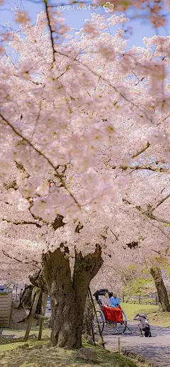 今日治愈壁纸 | 樱花烂漫 : ☀每天08：30请记得打开手机，查收我的礼物开启美妙的一天（点击图片可放大保存）