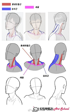 绘月初采集到人体-头部
