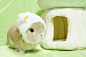 超可爱的兔子图片：中秋月萌神 - 治愈系图片