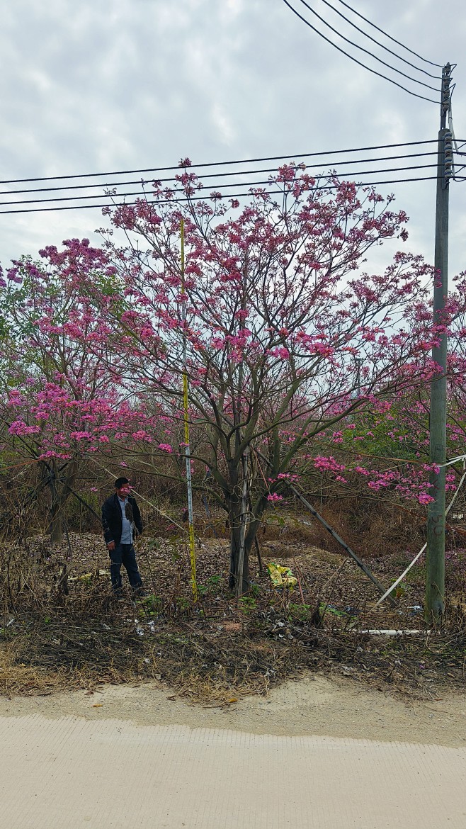 丛生紫花风铃木