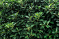 Green leaves texture, foliage backdrop