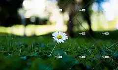 花朵 玛格丽特 美丽的花朵 植物群 花壁纸 花卉背景 植物学 自然