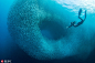 菲律宾潜水者深海遇沙丁鱼大军 似巨大旋涡 : 近日，来自菲律宾马尼拉的摄影爱好者 EunJong Kim 在潜水途中偶遇到沙丁鱼“军团”。