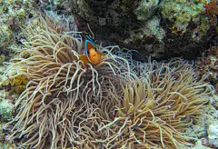 橘色小丑鱼。珊瑚礁水下照片。海葵中的尼莫鱼。热带海滨浮潜或潜水