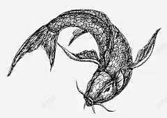 鱼类手绘 创意素材