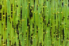 竹子的背景
