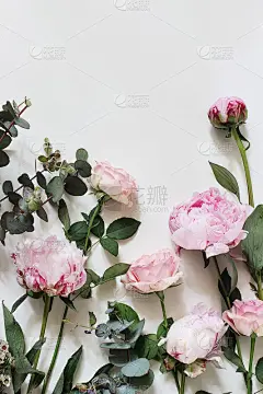 女性风格的股票照片与粉红色玫瑰，牡丹，花和桉树叶和树枝孤立在白色的背景。平躺，俯视图。花卉图案，转角