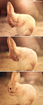 兔兔是两个爪爪洗脸