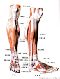 肌肉解剖 