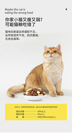 桃桃03采集到宠物食品