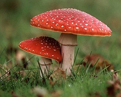 【毒蝇伞】学名：Amanita musc...