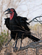 Southern Ground Hornbill (Critically Endangerd), via Flickr.