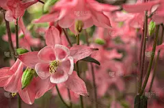 野钟粉花在阳光下模糊了