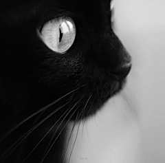 瓠貍·滟采集到猫星人
