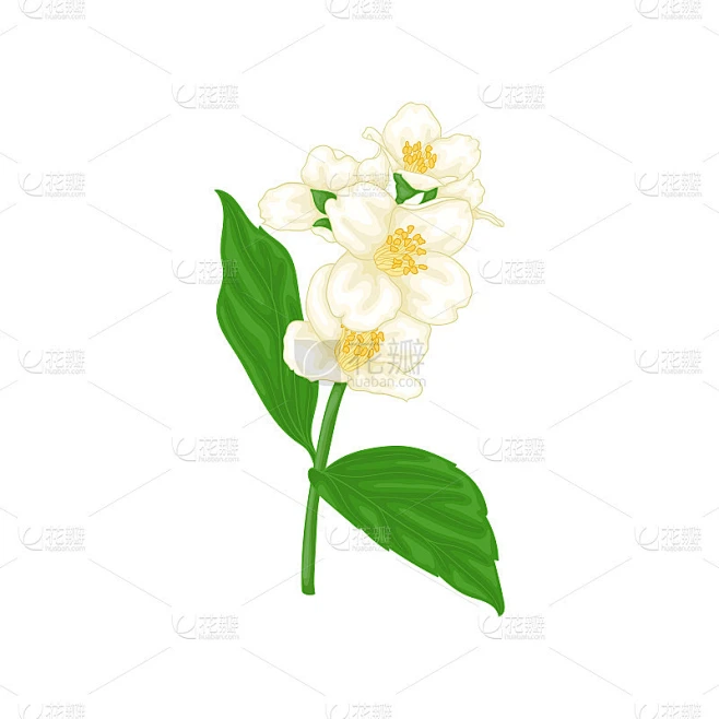 美丽的枝花茉莉卡通水彩画风格孤立在白色的背景。手绘分支花。贺卡和请柬的设计元素。矢量图素材-花瓣网