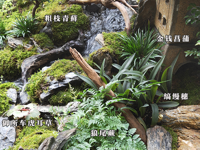 日式庭院植物鲜活苔藓青苔枯山水禅庭日本园...