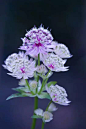 大星芹（Astrantia major L.），英文名great masterwort，伞形科（Apiaceae）星芹属多年生草本。