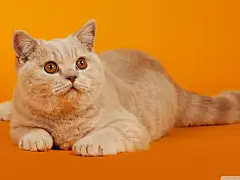 高清小萌猫桌面壁纸  #优质# #动物# #高清#