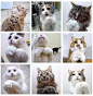 宠物_猫咪治愈系