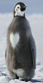 近日，摄影师在南极拍到了一只与众不同的帝企鹅幼崽，它胸前的羽毛呈罕见的心形图案。太有爱了！
