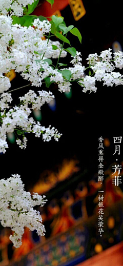 weiwei~炜采集到摄影-紫禁雅集