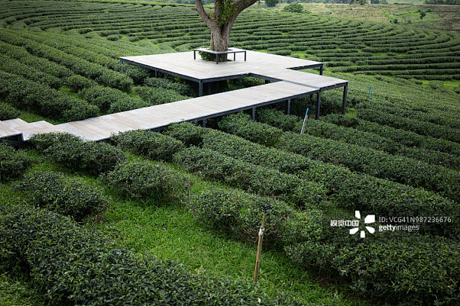 风景优美的绿茶种植园山谷—正版高清下载、...