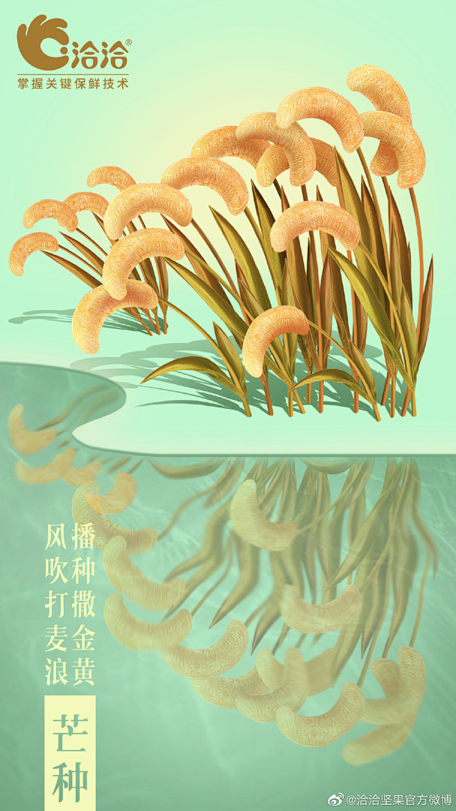 洽洽坚果-芒种